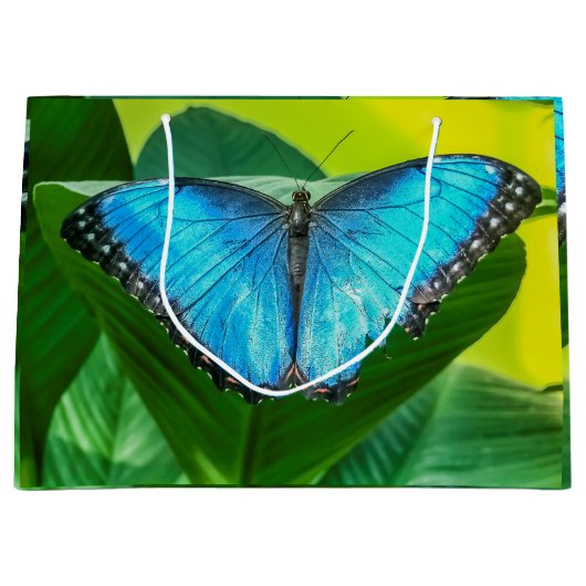 Blue Morpho Butterfly Floral Natuur Art Groot Cadeauzakje (Voorkant)