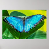 Blue Morpho Butterfly Floral Natuur Art Poster (Voorkant)