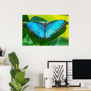 Blue Morpho Butterfly Floral Natuur Art Poster