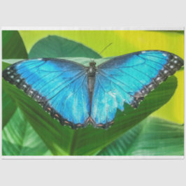 Blue Morpho Butterfly Floral Natuur Art Tissuepapier
