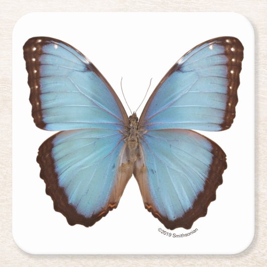 Blue Morpho Butterfly Kartonnen Onderzetters (Voorkant)