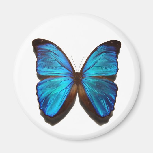 Blue Morpho Butterfly Magneet (Voorkant)
