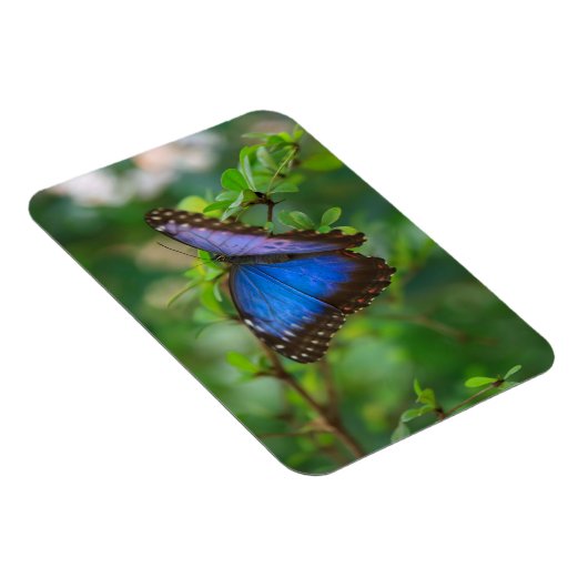 Blue Morpho Butterfly Magneet (Rechterzijde)