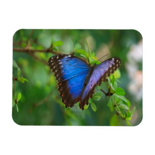 Blue Morpho Butterfly Magneet