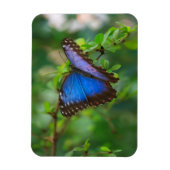 Blue Morpho Butterfly Magneet (Verticaal)