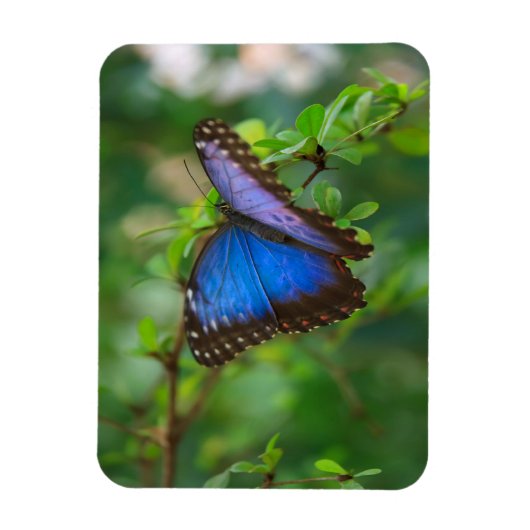 Blue Morpho Butterfly Magneet (Verticaal)