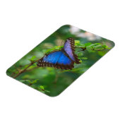Blue Morpho Butterfly Magneet (Linkerzijde)