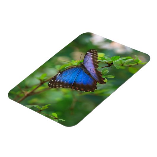 Blue Morpho Butterfly Magneet (Linkerzijde)
