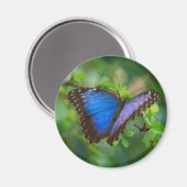 Blue Morpho Butterfly Magnet (Voorkant / Achterkant)