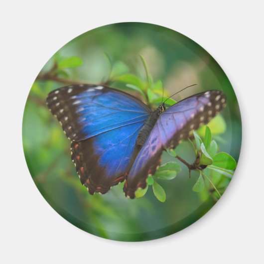 Blue Morpho Butterfly Magnet (Voorkant)