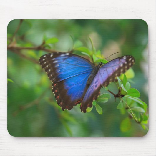 Blue Morpho Butterfly Mousepad Muismat (Voorkant)
