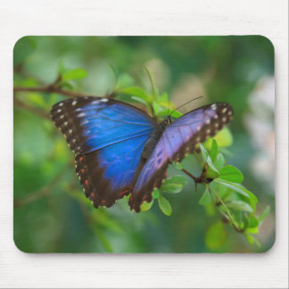 Blue Morpho Butterfly Muismat
