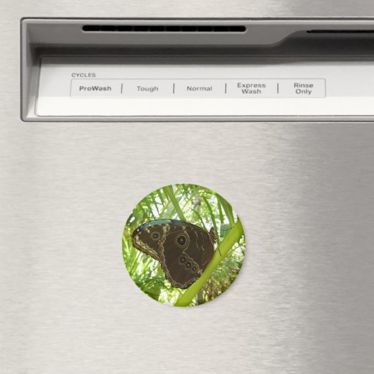 Blue Morpho Butterfly Natuur Fotografie Magneet (Insitu (Vaatwasser))