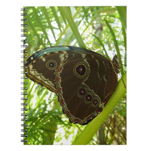 Blue Morpho Butterfly Natuur Fotografie Notitieboek (Voorkant)