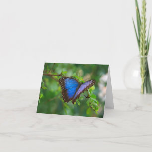 Blue Morpho Butterfly Note Kaart