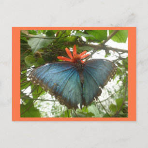 Blue Morpho Butterfly op Flower DIY Briefkaart