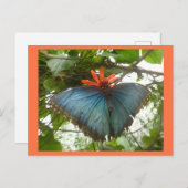Blue Morpho Butterfly op Flower DIY Briefkaart (Voorkant / Achterkant)