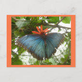Blue Morpho Butterfly op Flower DIY Briefkaart (Voorkant)