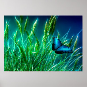Blue Morpho Butterfly op Green Grass Poster