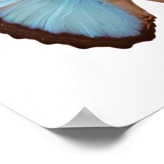 Blue Morpho Butterfly Poster (Hoek)