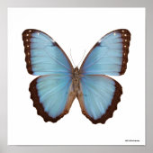 Blue Morpho Butterfly Poster (Voorkant)
