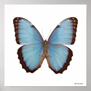 Blue Morpho Butterfly Poster