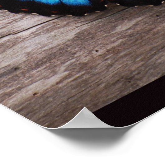 Blue Morpho Butterfly Poster (Hoek)