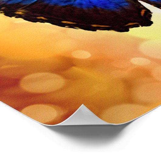 Blue Morpho Butterfly Poster (Hoek)