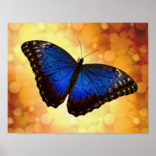 Blue Morpho Butterfly Poster (Voorkant)