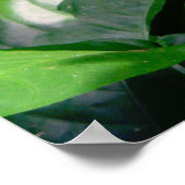 Blue Morpho Butterfly Poster (Hoek)