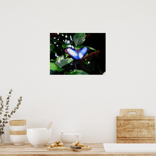 Blue Morpho Butterfly Poster (Keuken)
