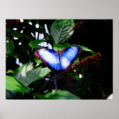 Blue Morpho Butterfly Poster (Voorkant)
