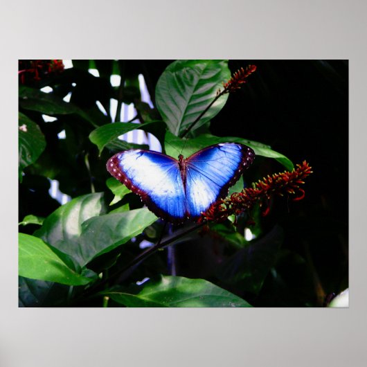 Blue Morpho Butterfly Poster (Voorkant)