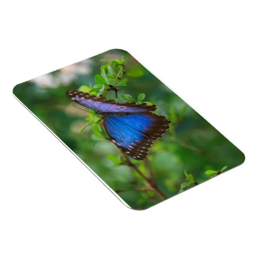 Blue Morpho Butterfly Premium Magnet Magneet (Rechterzijde)