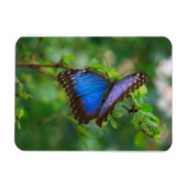 Blue Morpho Butterfly Premium Magnet Magneet (Horizontaal)