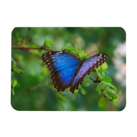 Blue Morpho Butterfly Premium Magnet Magneet (Horizontaal)