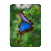 Blue Morpho Butterfly Premium Magnet Magneet (Verticaal)