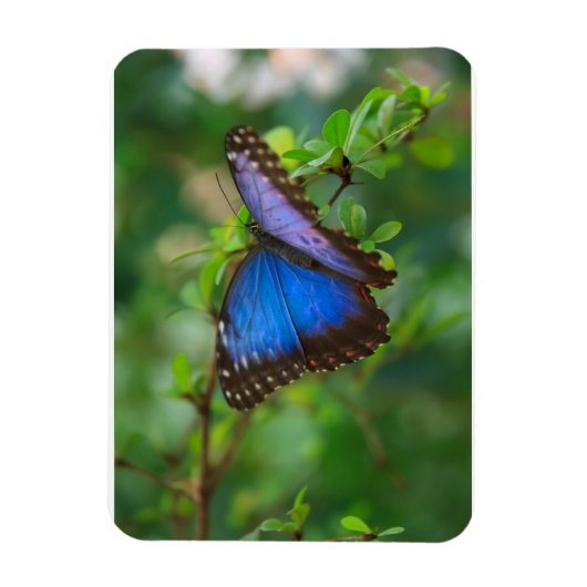 Blue Morpho Butterfly Premium Magnet Magneet (Verticaal)