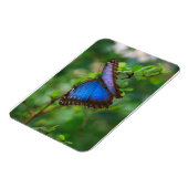 Blue Morpho Butterfly Premium Magnet Magneet (Linkerzijde)