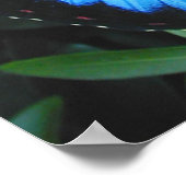 Blue Morpho Butterfly Print (Hoek)