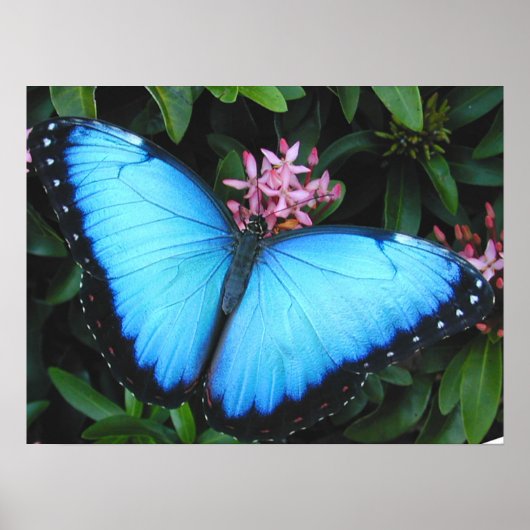 Blue Morpho Butterfly Print (Voorkant)