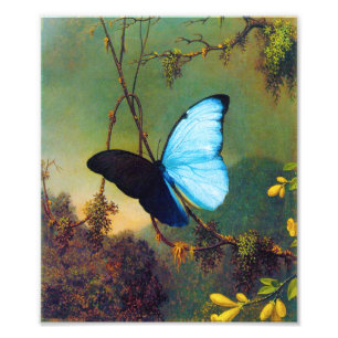 Blue Morpho Butterfly Print Foto Afdruk