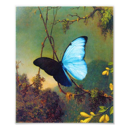 Blue Morpho Butterfly Print Foto Afdruk (Voorkant)
