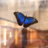 Blue Morpho Butterfly  Raamsticker (Vel 2)