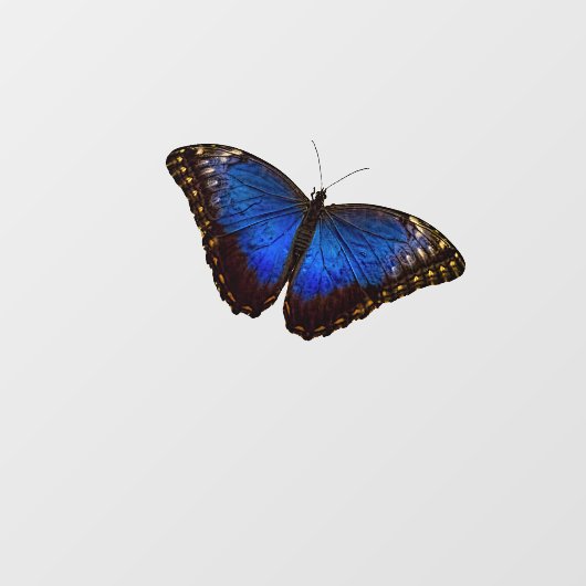 Blue Morpho Butterfly  Raamsticker (Vel)