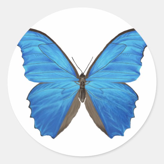Blue Morpho Butterfly Ronde Sticker (Voorkant)