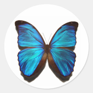 Blue Morpho Butterfly Ronde Sticker