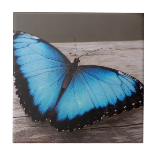 Blue Morpho Butterfly Tegeltje (Voorkant)