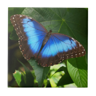 Blue Morpho Butterfly Tegeltje