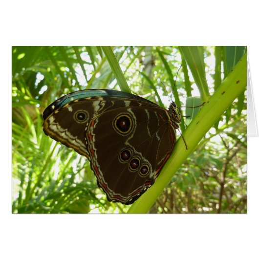 Blue Morpho Butterfly Tropische Natuur Fotografie (Voorkant Horizontaal)
